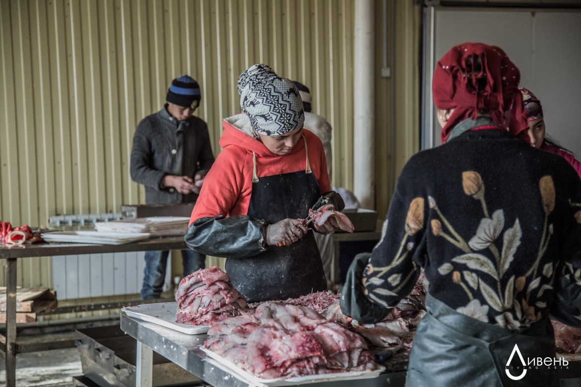 Verarbeitung des Fischfangs am kleinen Aralsee