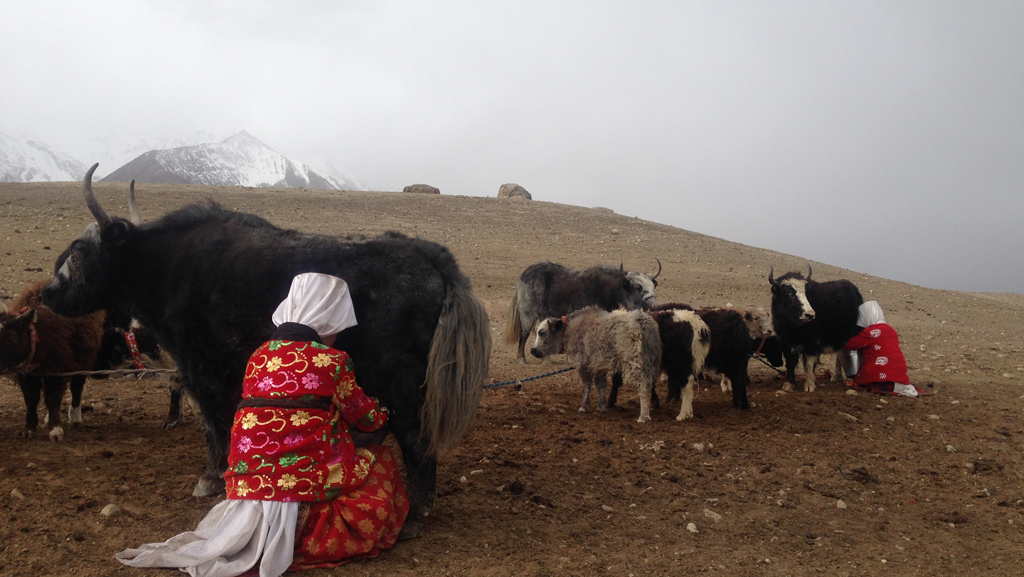 Pamir Kirgisen Afghanistan Milch Yaks