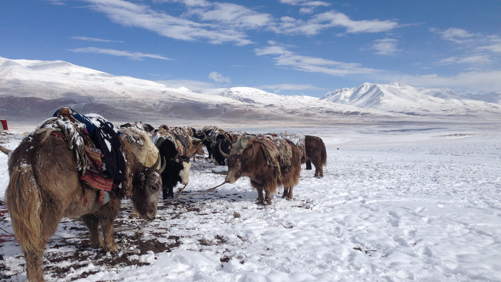 Pamir Kirgisen Afghanistan Winter Yaks