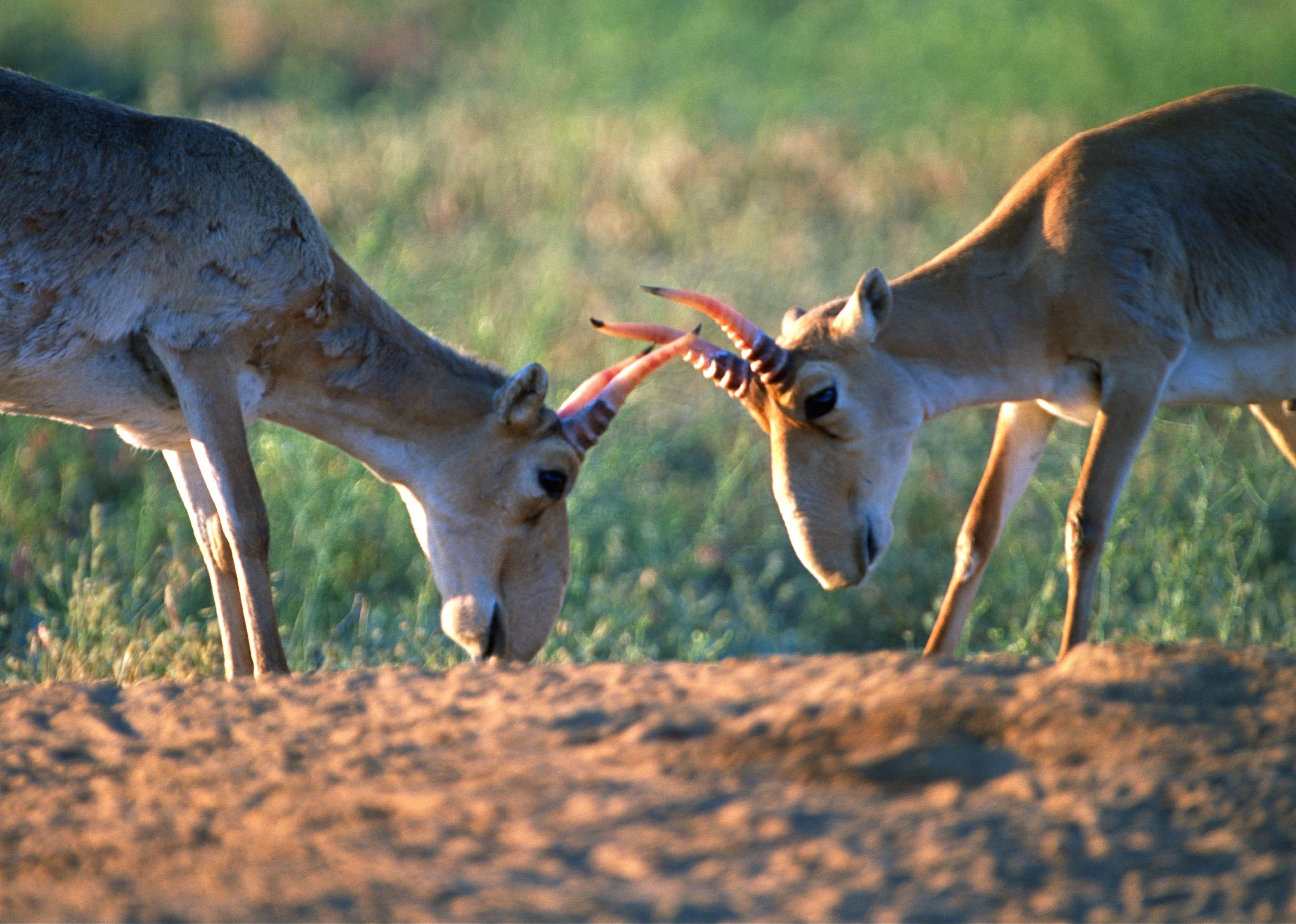 Saiga Antilopen