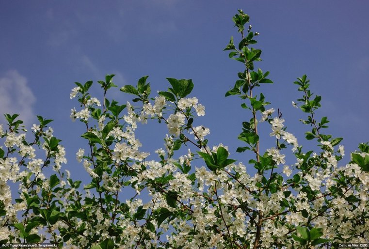 Blumen Schymkent