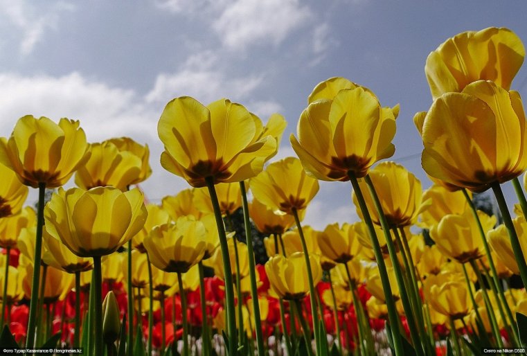 Schymkent Tulpen Blumen