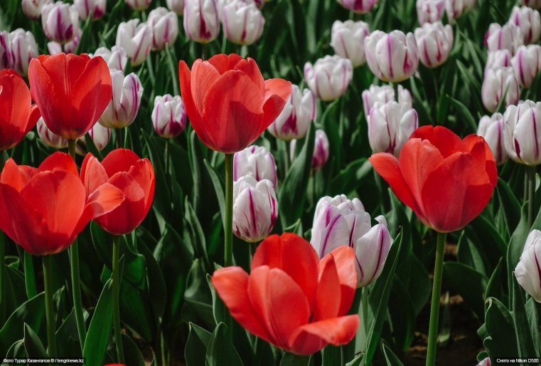 Tulpen Schymkent