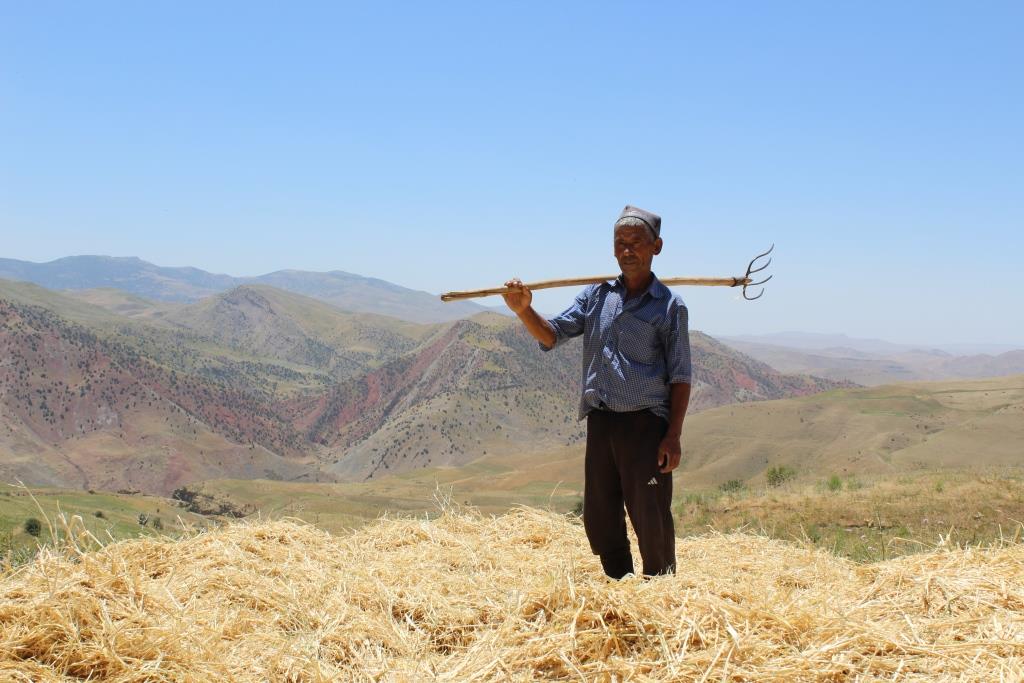 Landwirtschaft Usbekistan Shahrisabz Ernte