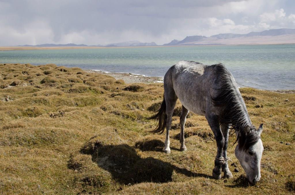 Pferd Kirgistan Nomaden Nomadentum Bergen Songköl See