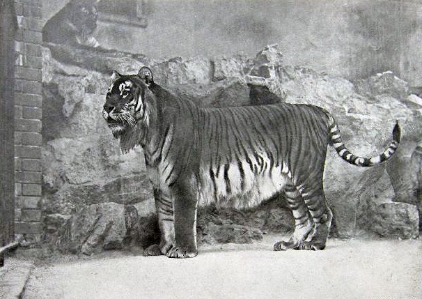 Kaspischer Tiger Zoologischer Garten Berlin