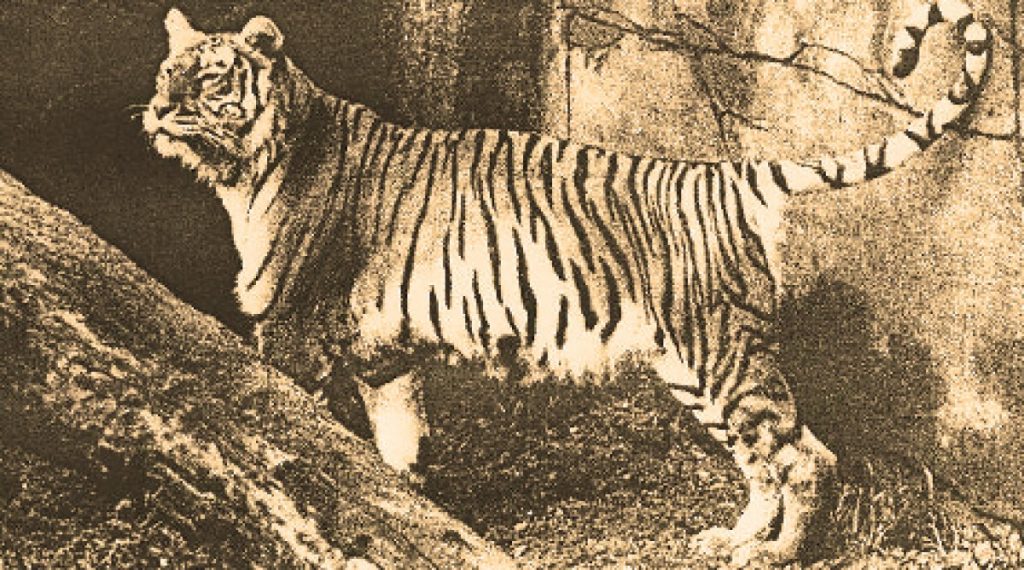 Turantiger Kaspischer Tiger