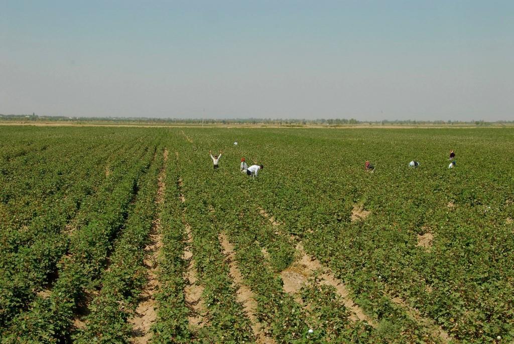 Arbeiter bei der Baumwollernte in Usbekistan