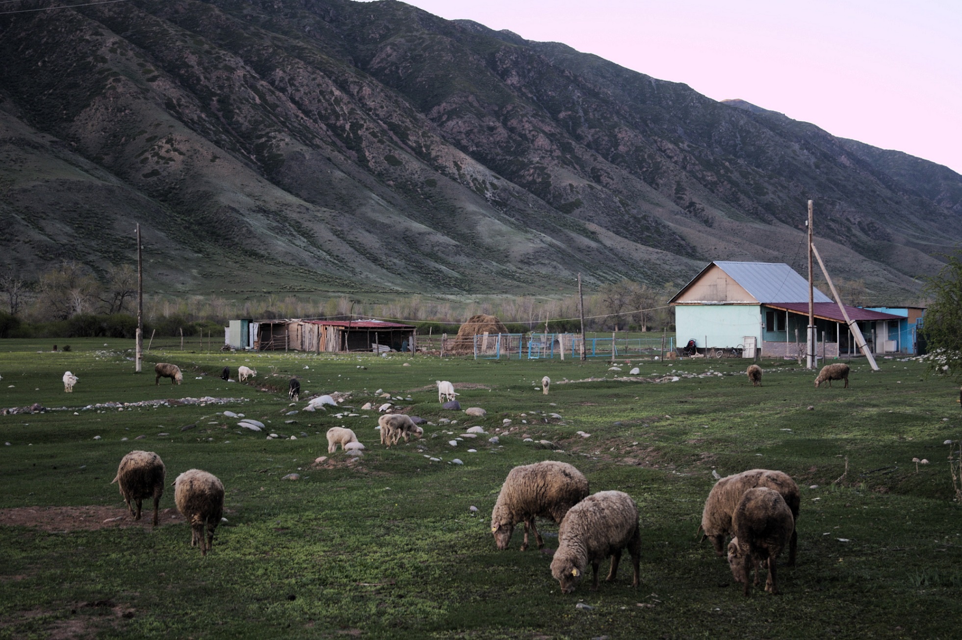 Schafe Saty Kasachstan Viehzucht