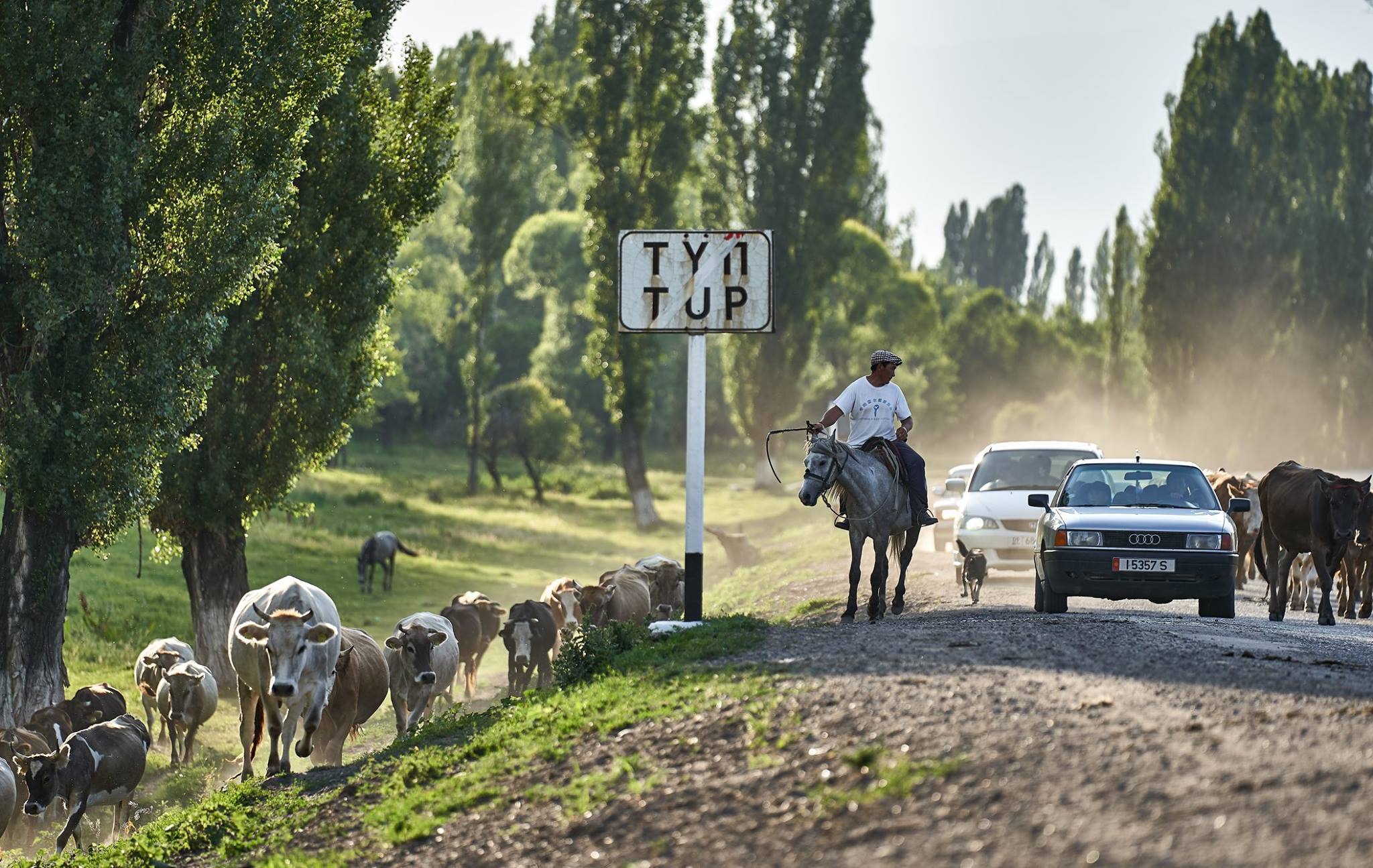 Viehtrieb durch die Straße