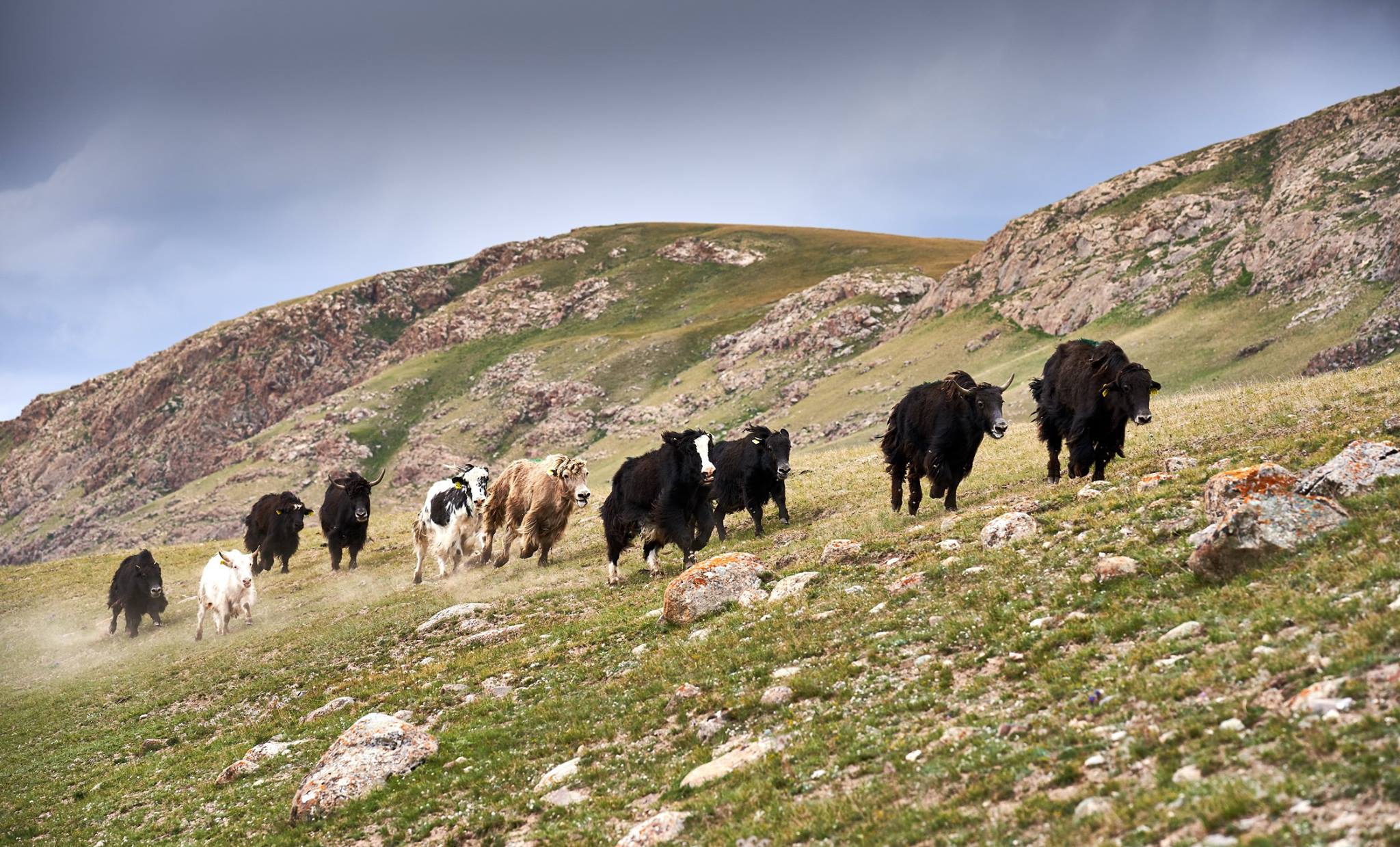 Yaks auf der Hochalm