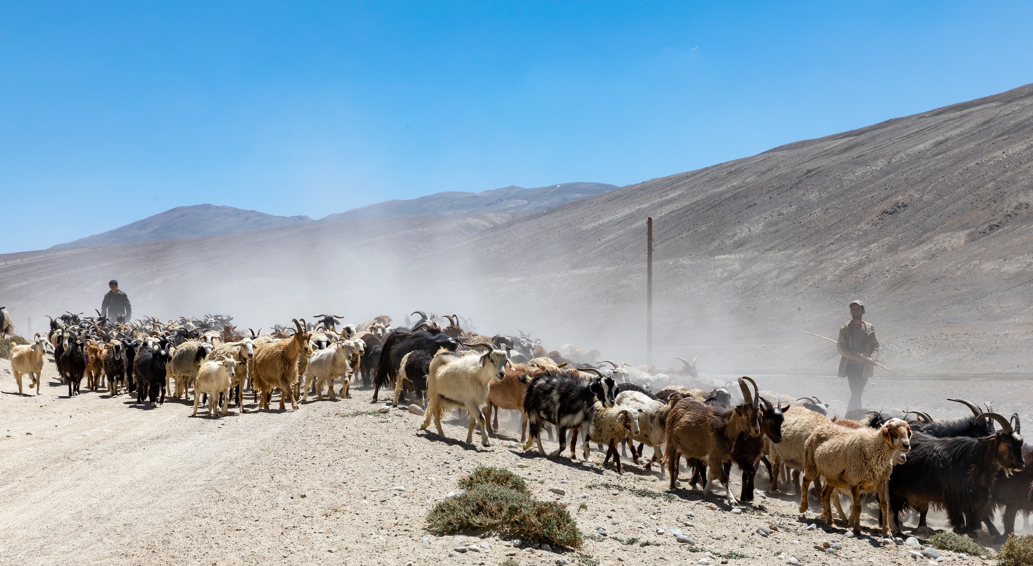 Tadschikistan Pamir-Highway Bild des Tages Ziege