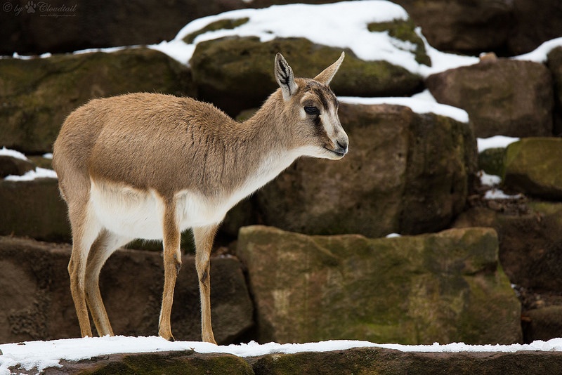 Kropfgazelle