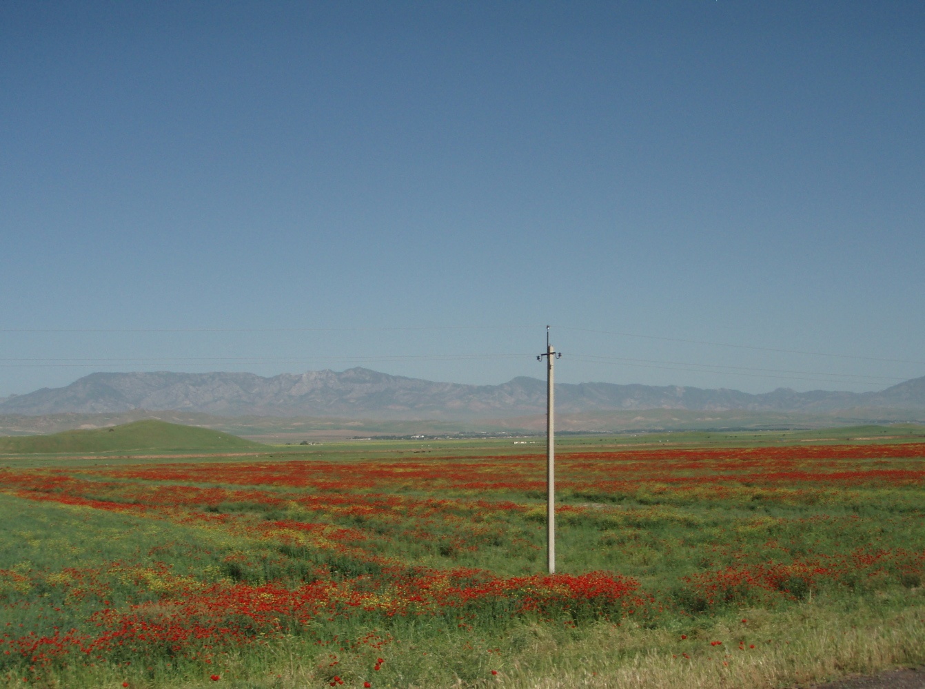 Tadschikistan Danghara Mohn