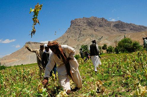 Eine Mohnplantage in Afghanistan