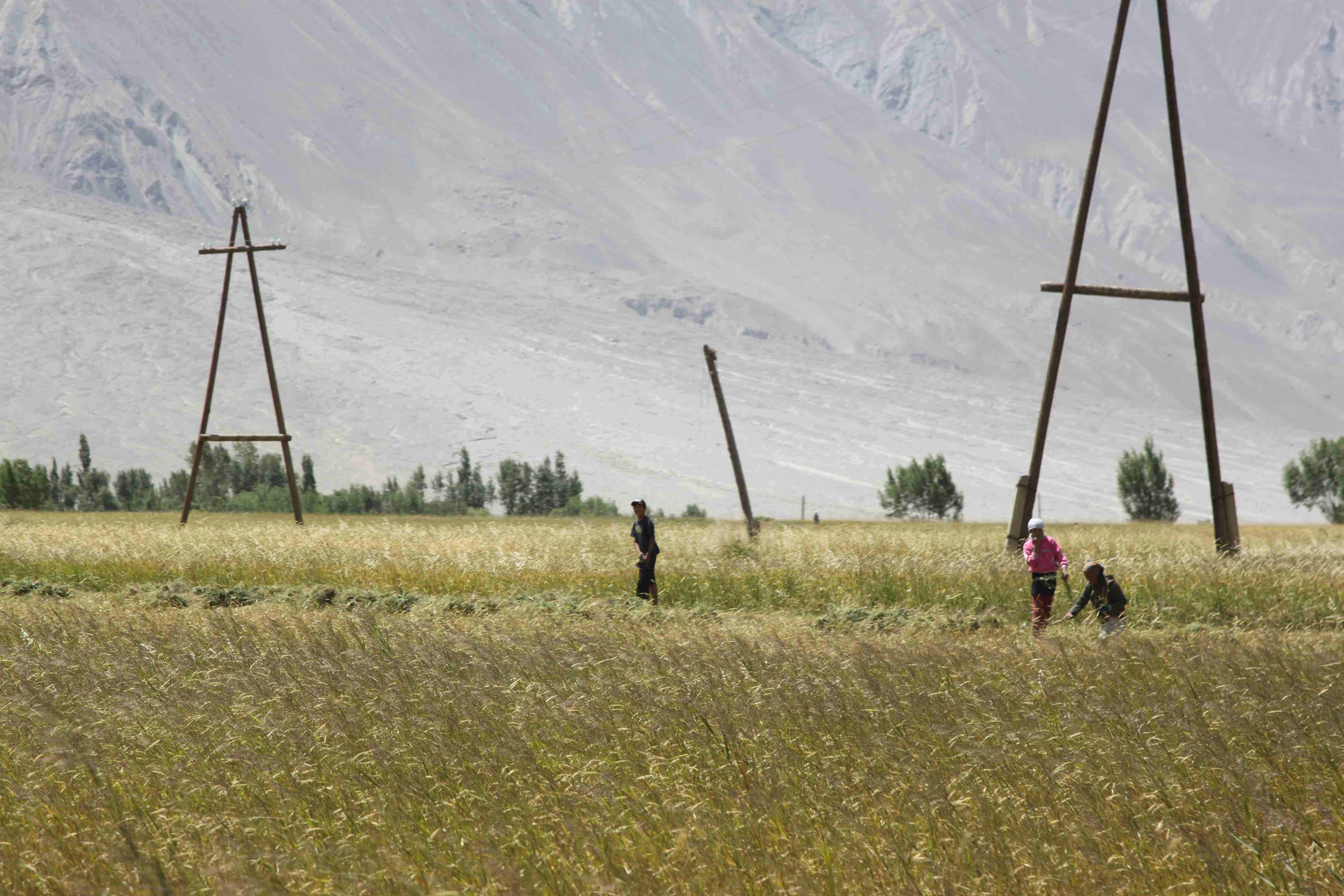 Ernte am Pamir