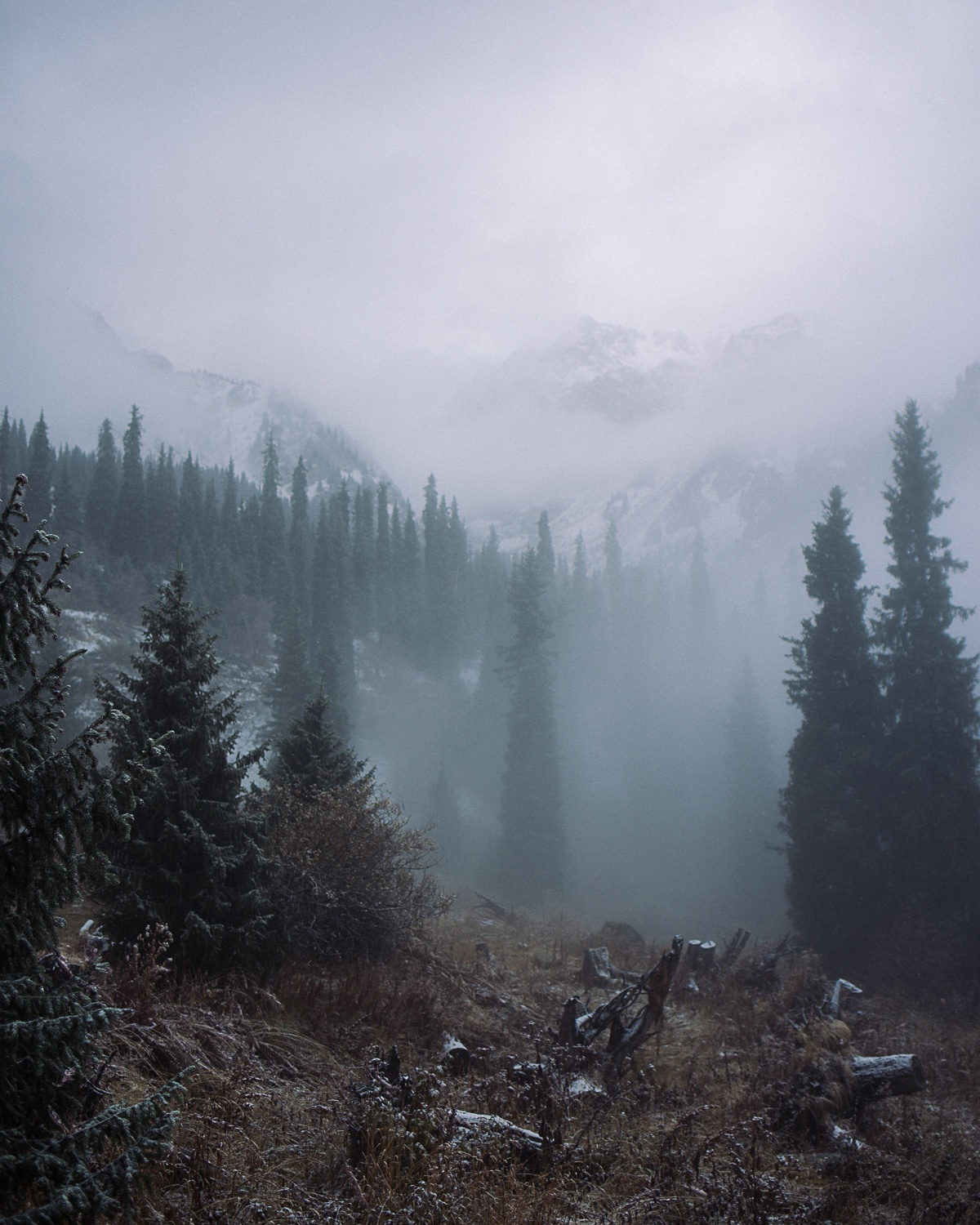 Kasachstan Gebirge Almaty Bäume