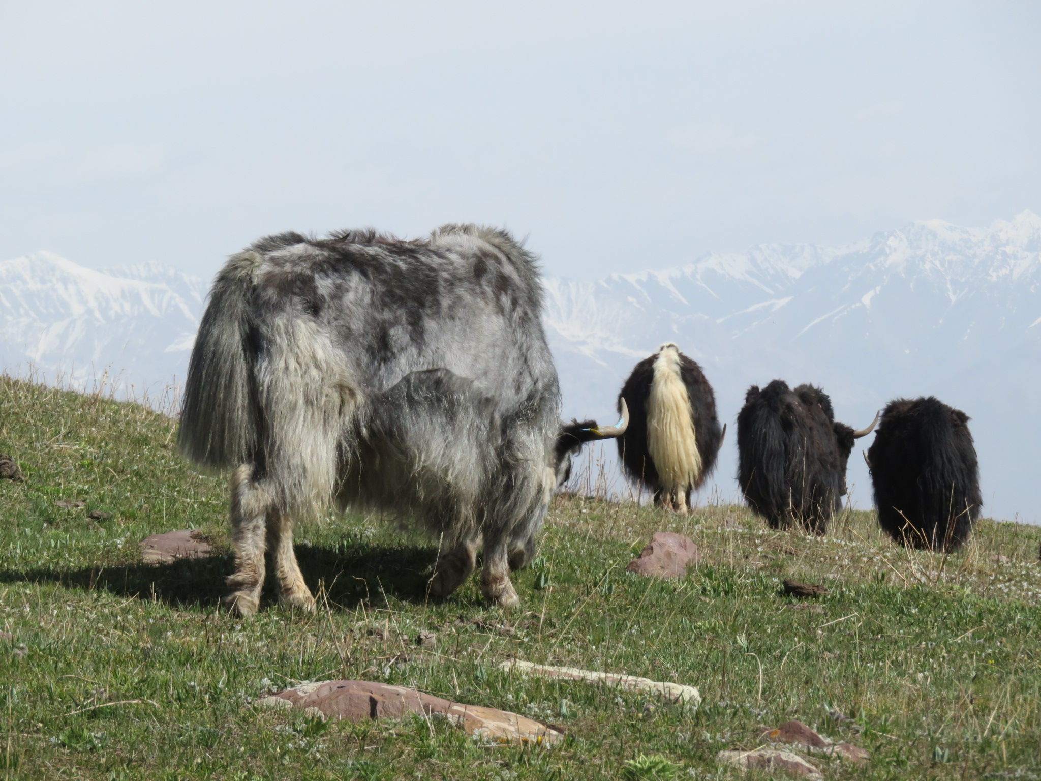 Kirgistan Pik Lenin Ibn Sina Pamir Yaks