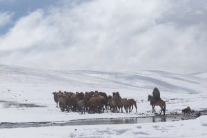 Kamele Schnee Kirgistan