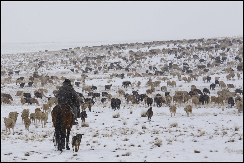 Schnee Kirgistan Steppe Viehzucht