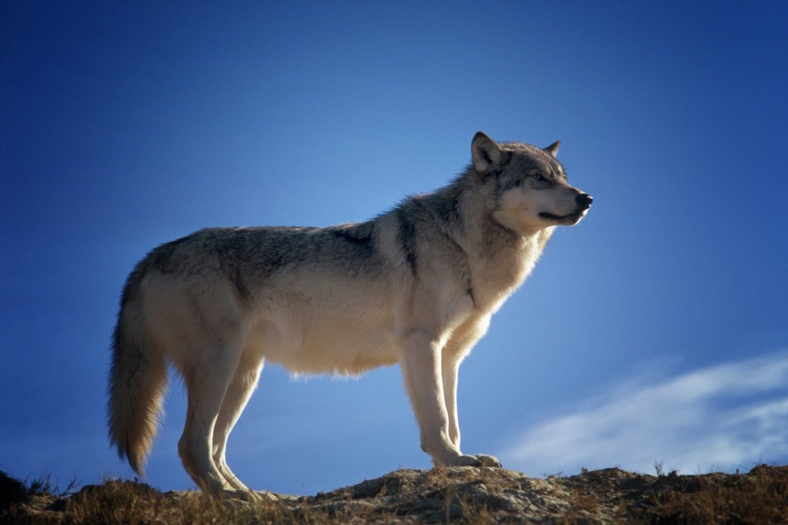 Ein Wolf steht auf einem Felsen