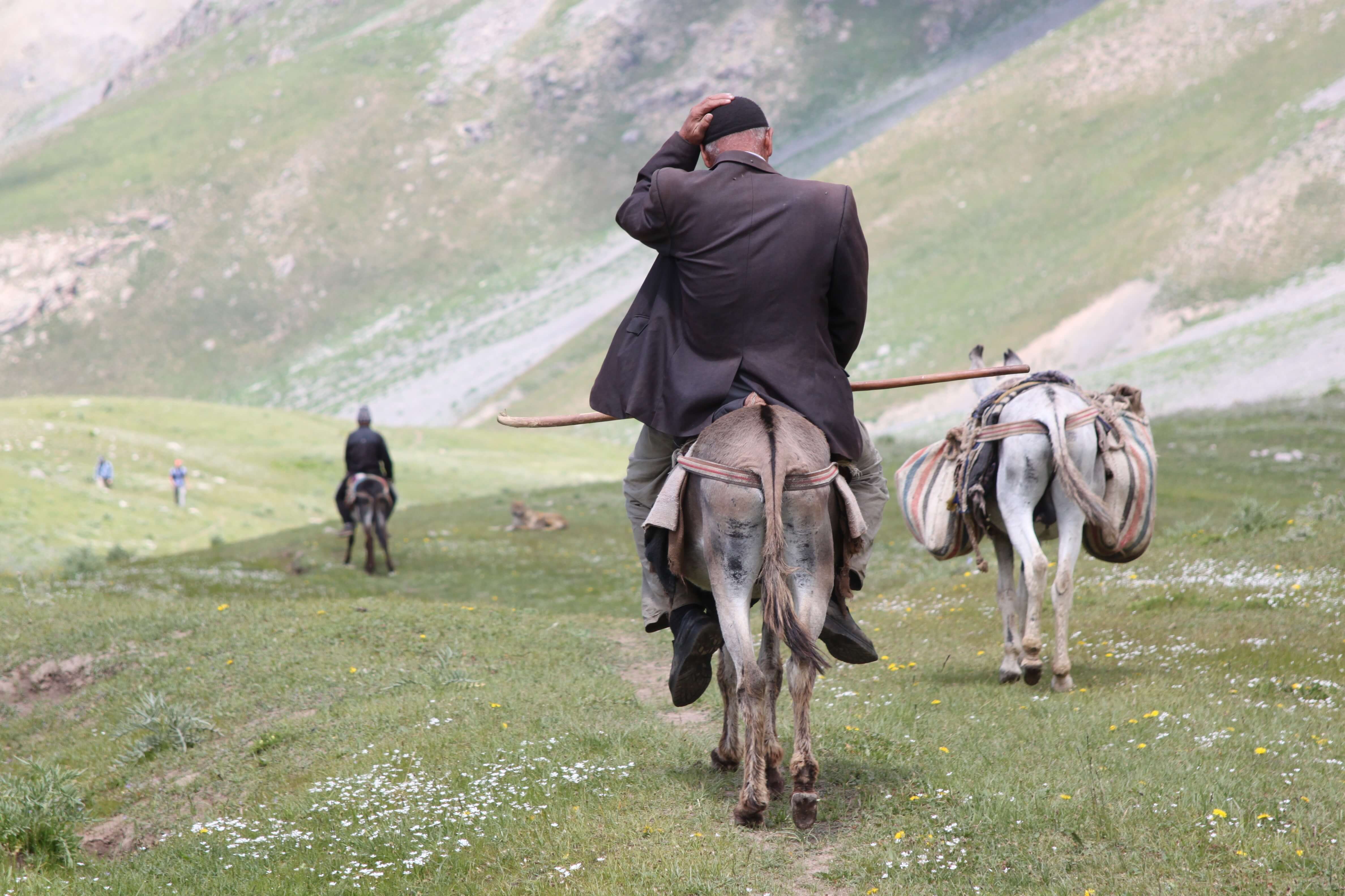 Serafschan Tadschikistan Gebirge Esel