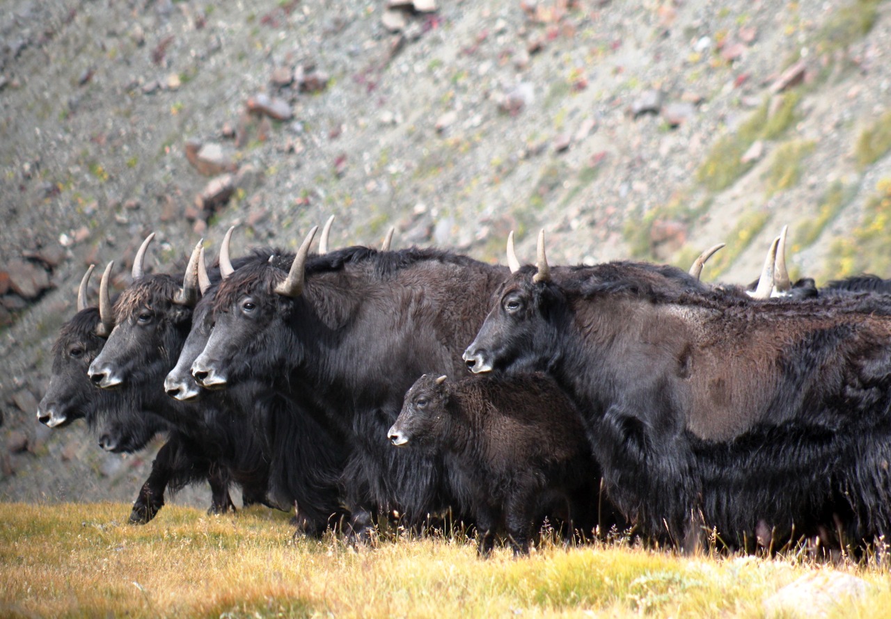 Yaks Kirgistan Issikköl