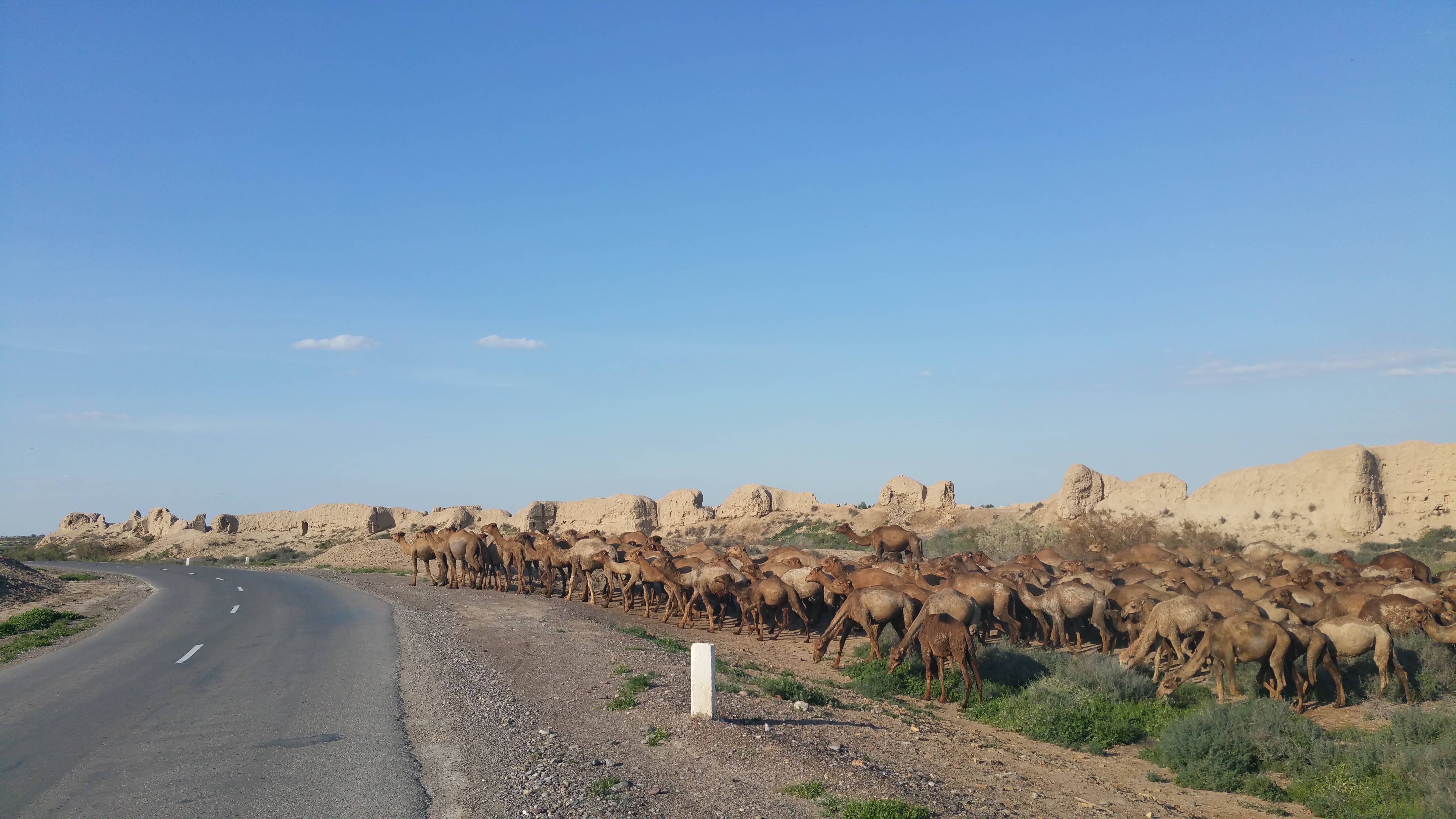 Turkmenistan Merv Vieh Weide