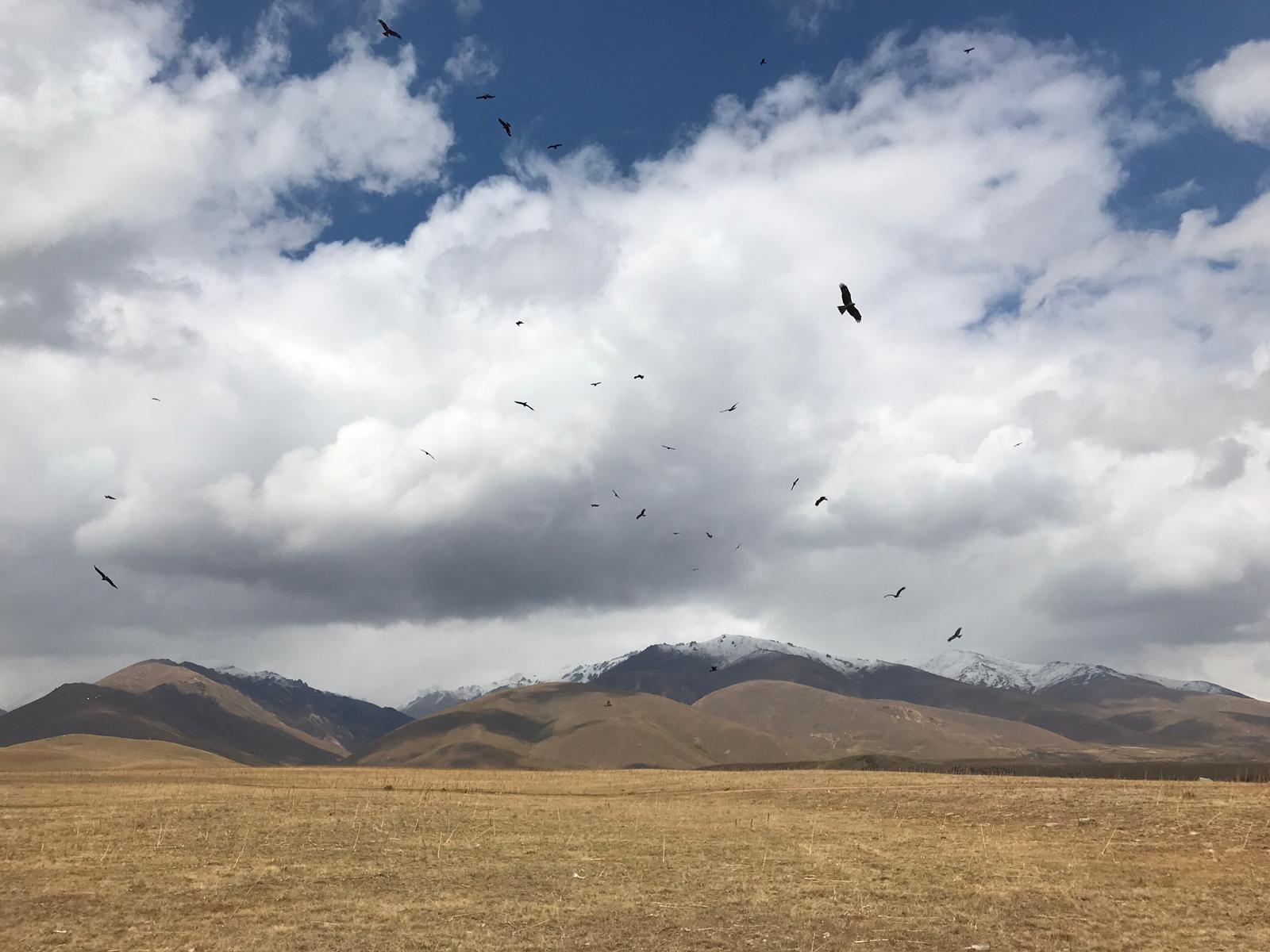 Adler fliegen über der Straße zwischen Toktogul und Jalal Abad im westlichen Kirgistan.