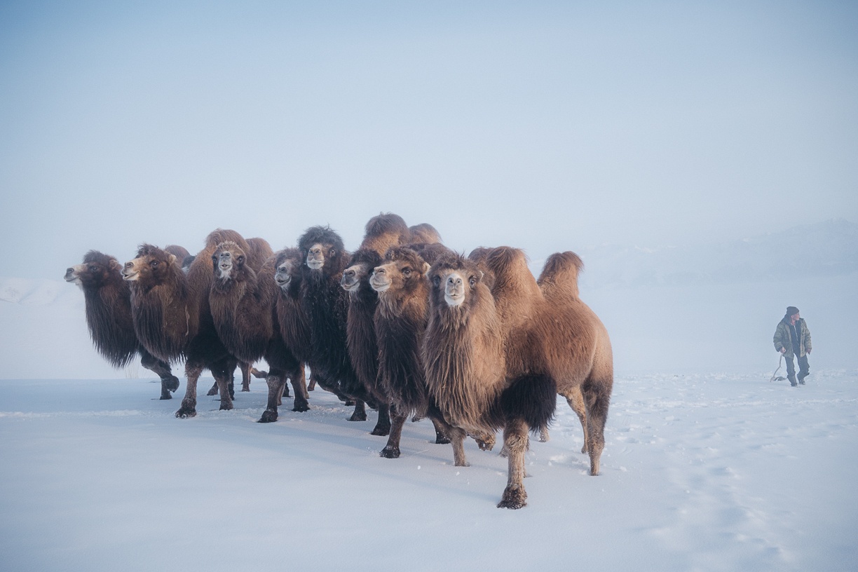 kirgistan Théo Saffroy schnee winter Kamele