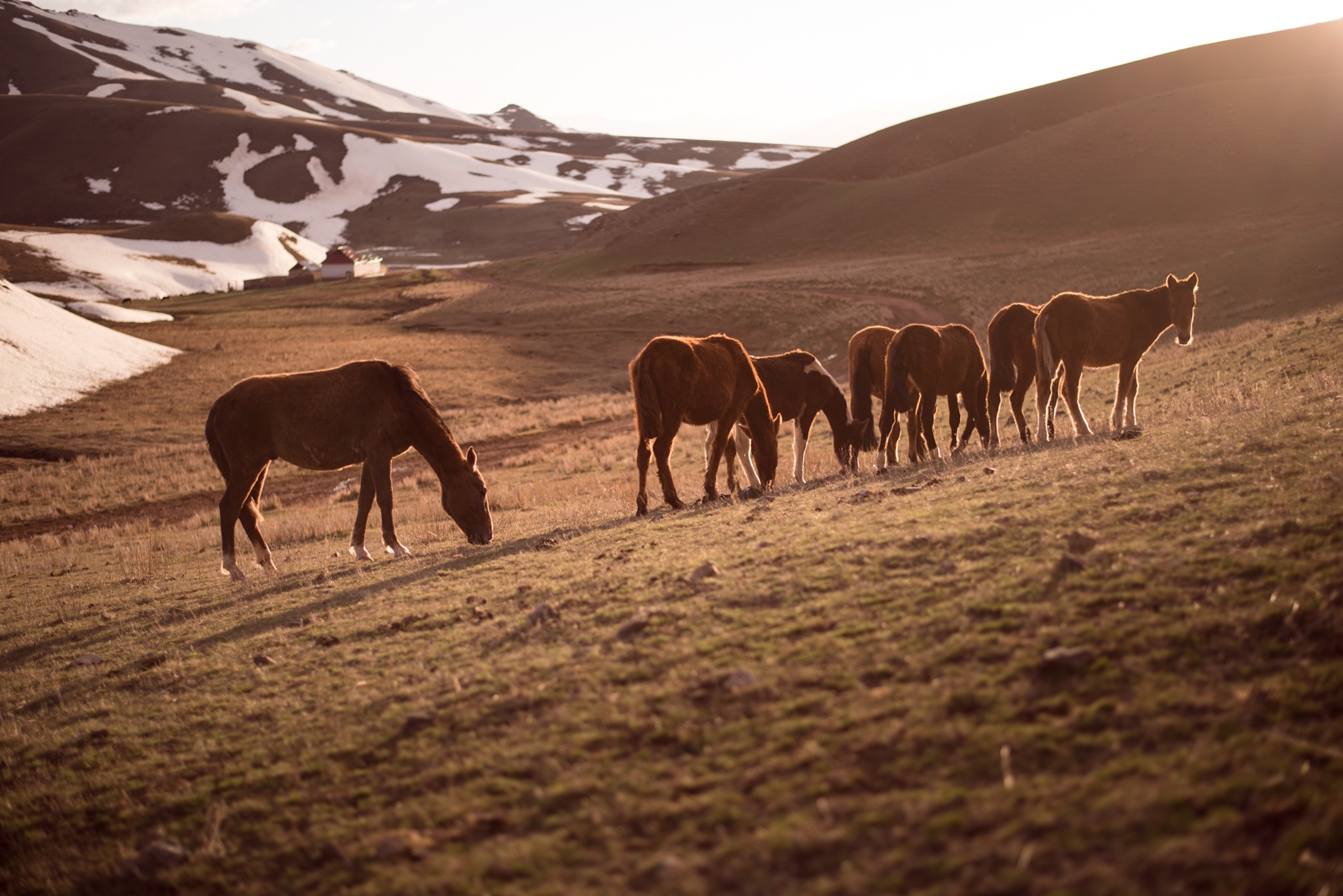 Pferde in der Wildernis kirgistan steppe