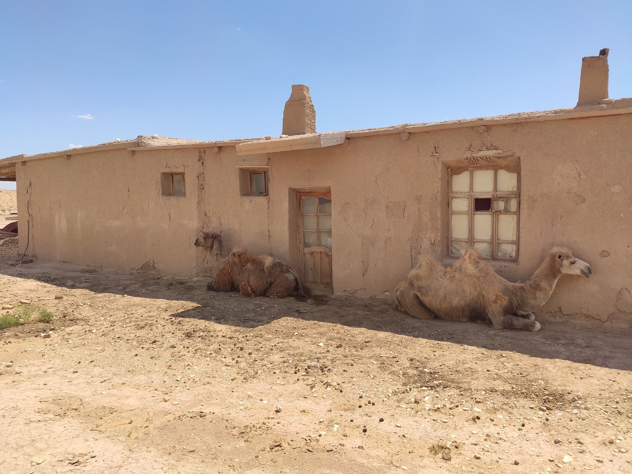 Kamele vor Häusern aus Stein und Lehm von Ayoz qalʼa in Usbekistan.