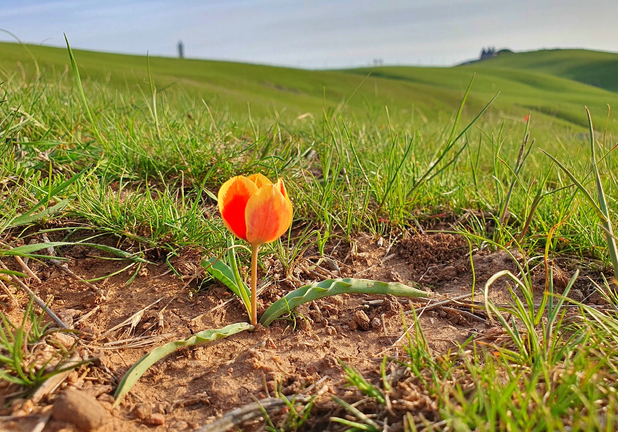 Frühlingszeit ist Tulpenzeit in Kasachstan - Balzhan & Axel Monse