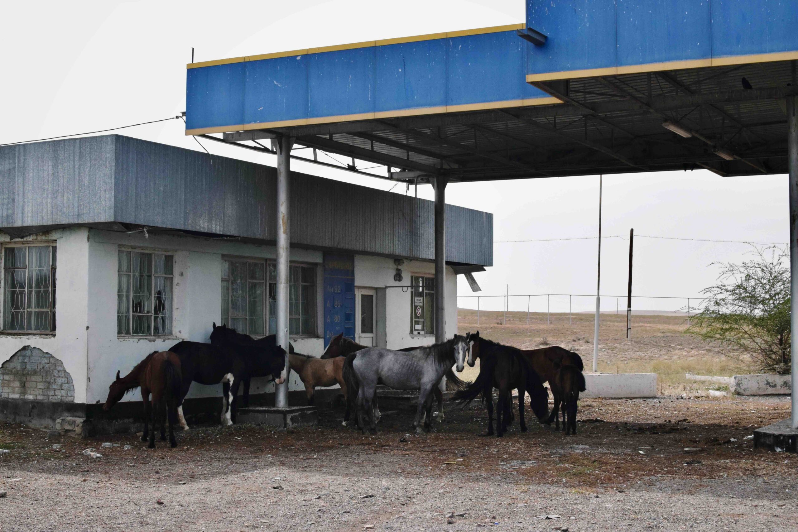 Diese Pferdeherde hat an dieser verlassenen Tankstelle im Dorf Saryozek Halt gemacht