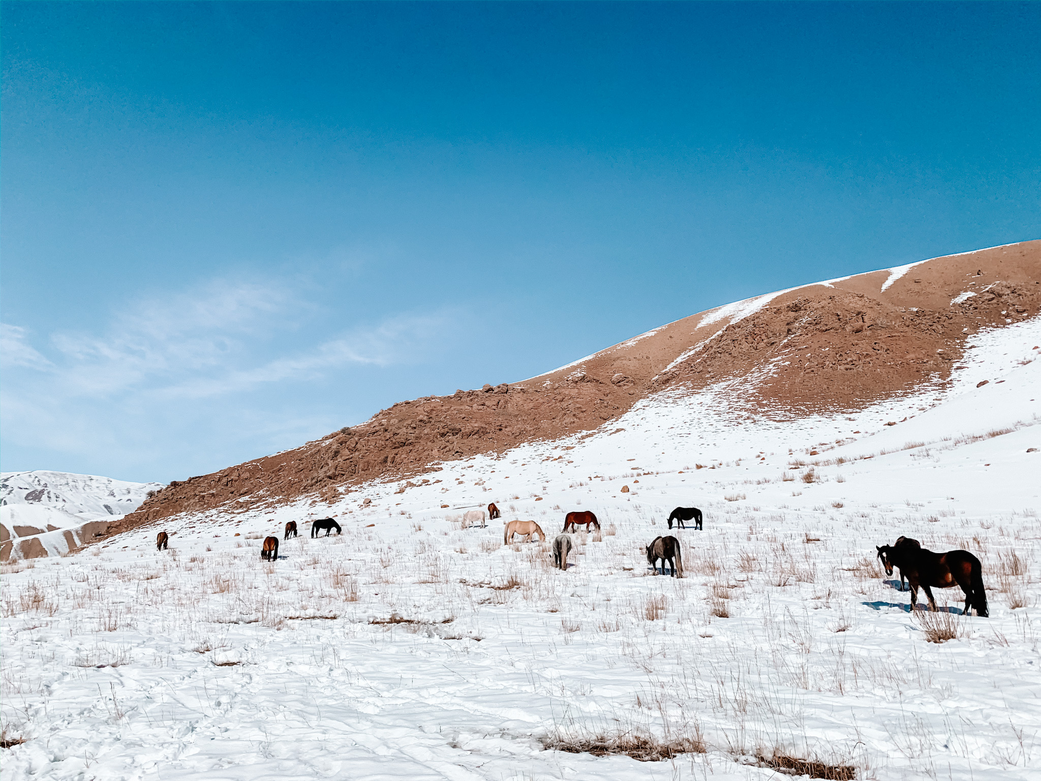 Song-Kul Lake Kyrgyzstan Horses Snow