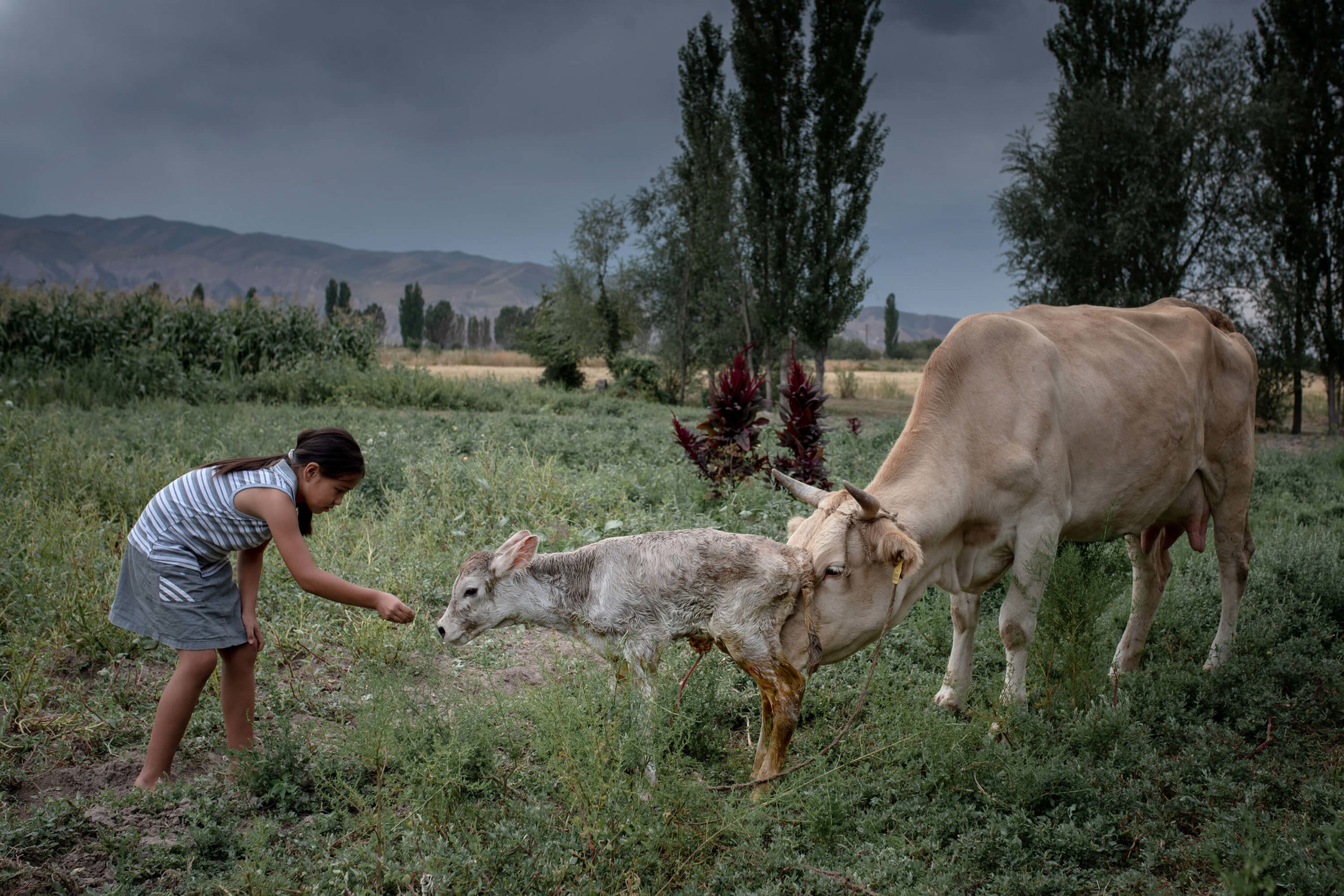 Newborn calf Kyrgyzstan