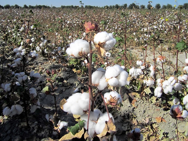 Cotton field in Uzbekistan