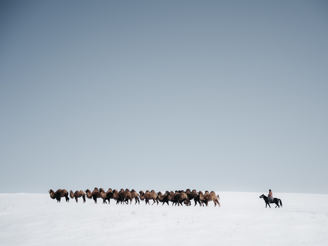 Kyrgyzstan camels shepherd Boirok-Bulak