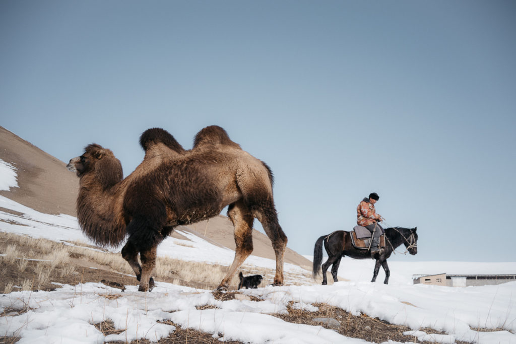 Shepherd and camel