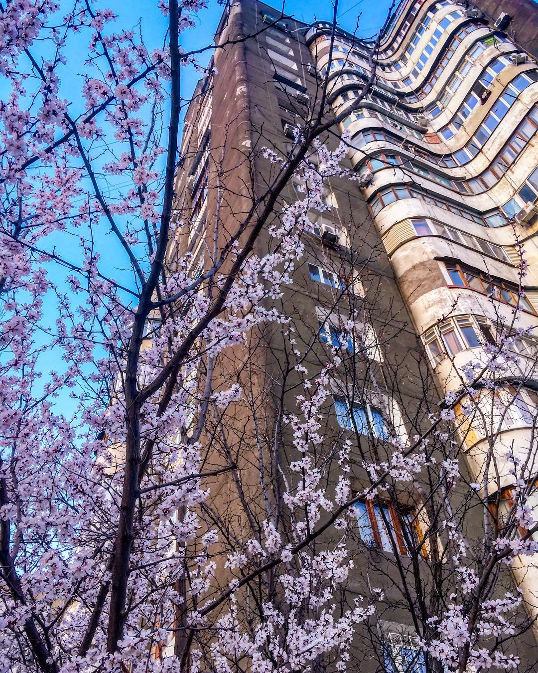 Flowers Bishkek Kyrgyzstan Tree Building Spring