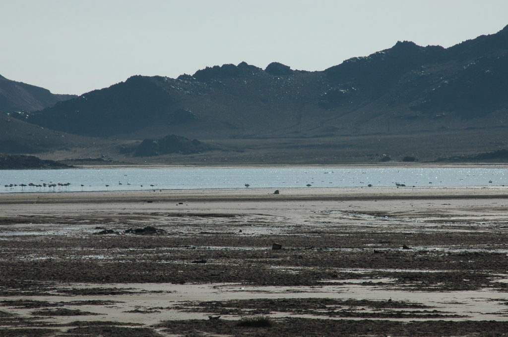 Flamingos in the Khazar nature reserve in Turkmenistan