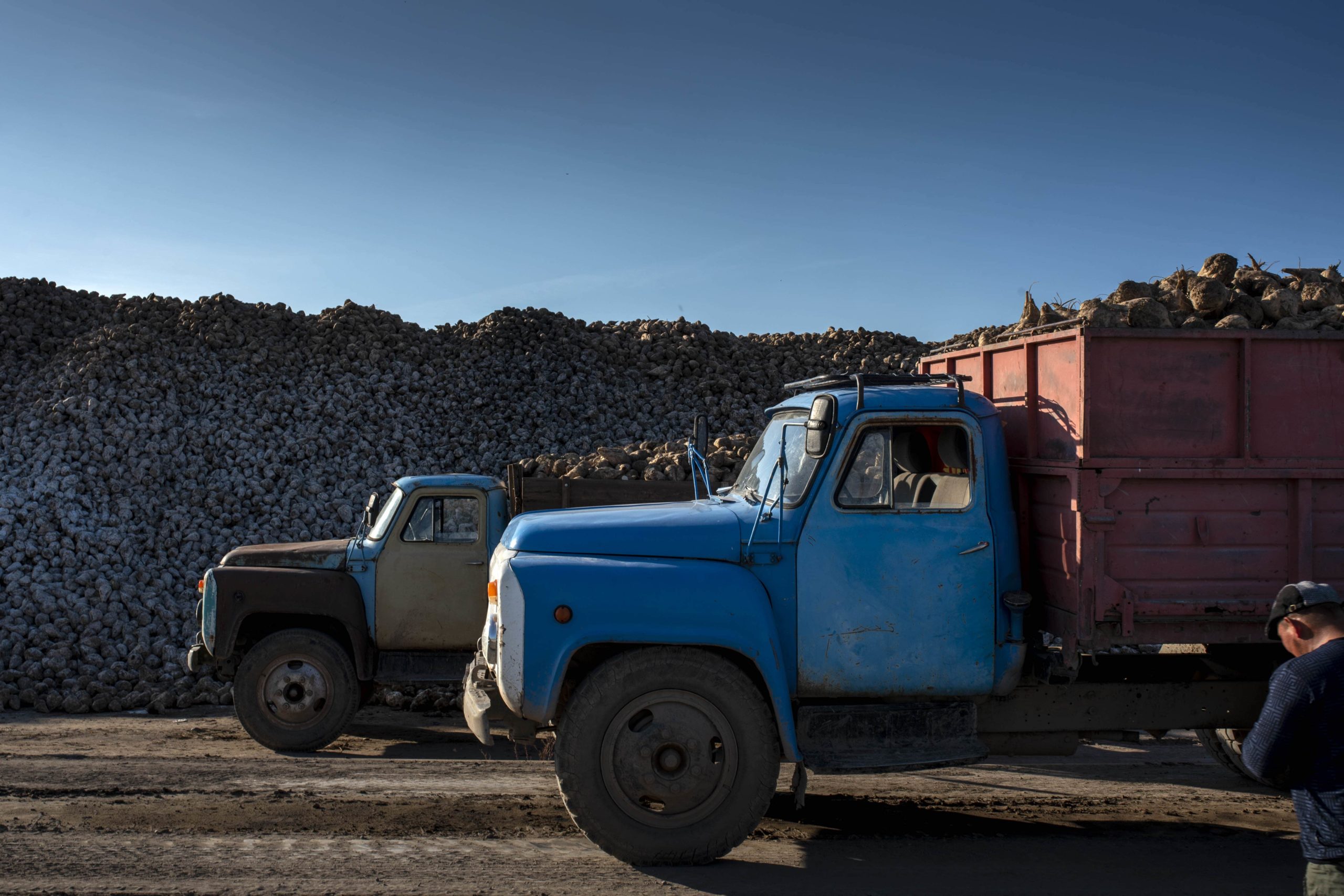 Driver Kyrgyzstan Truck Beets