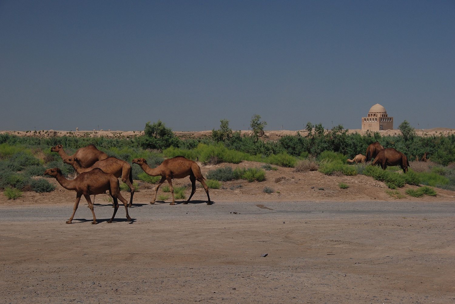 Camels Ruins Merv Turkmenistan