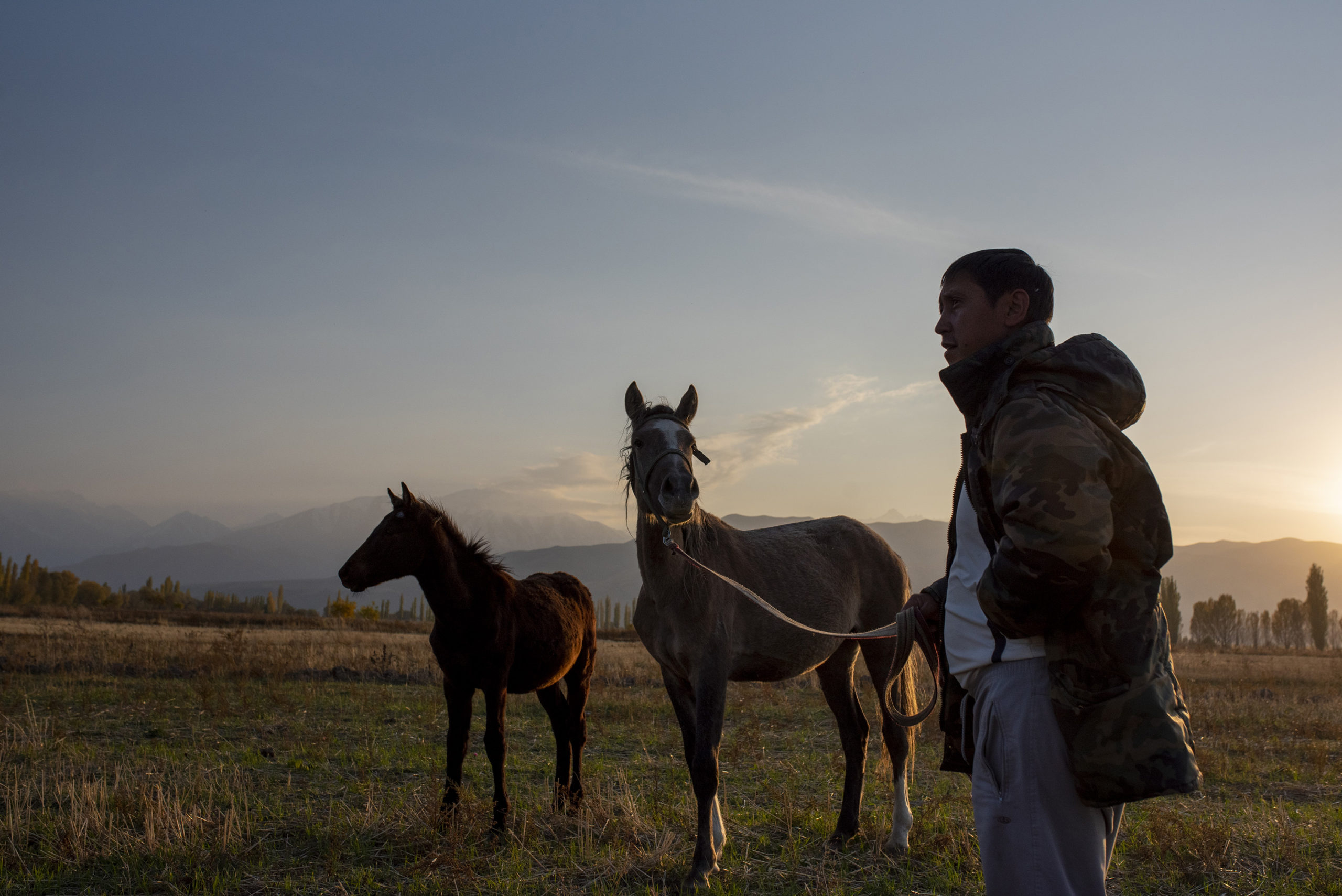 Kyrgyzstan horses