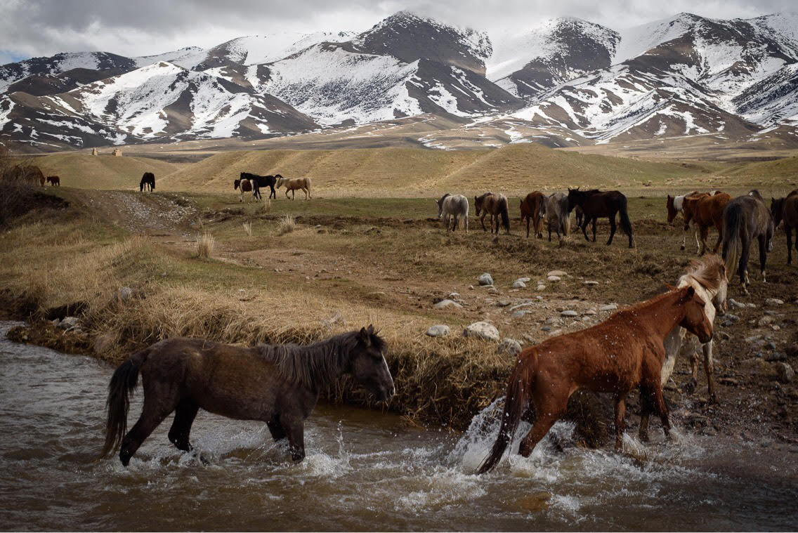 Horsebreeding Kyrgyzstan Antoine Béguier