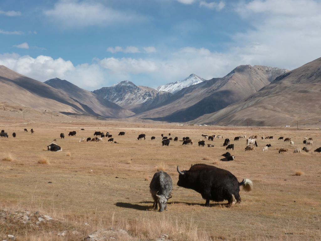 Tajikistan Pamir herd of yaks