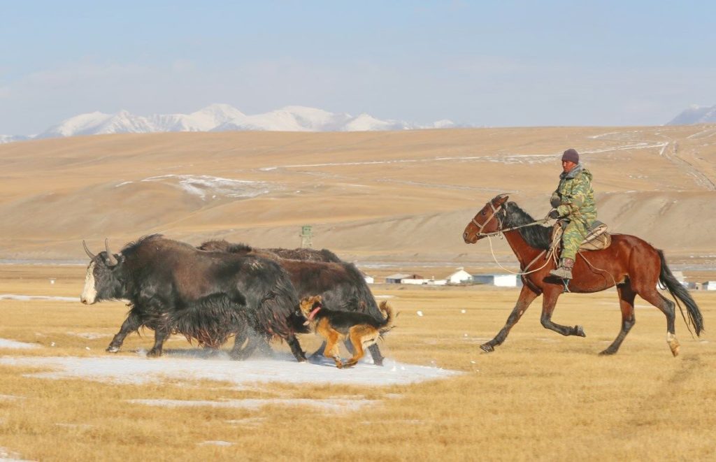 Edil Ashirov on horseback, trotting after yaks in the mountains.