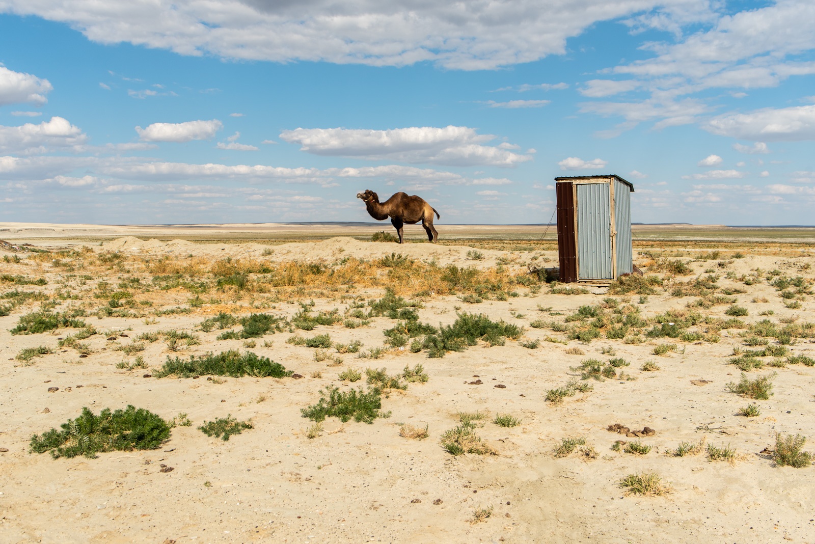 camel Aral sea shore