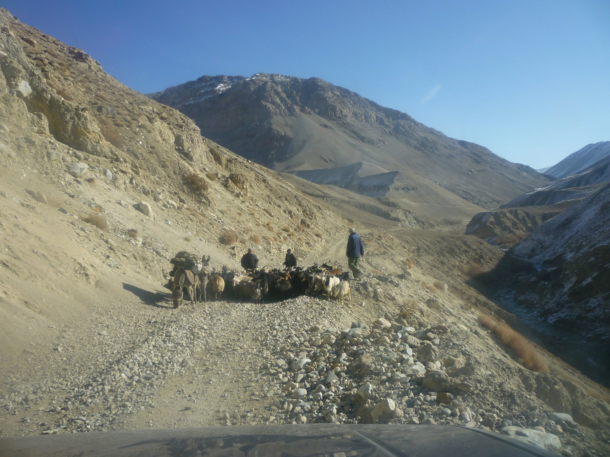 Traffic herds Pamir Tajikistan