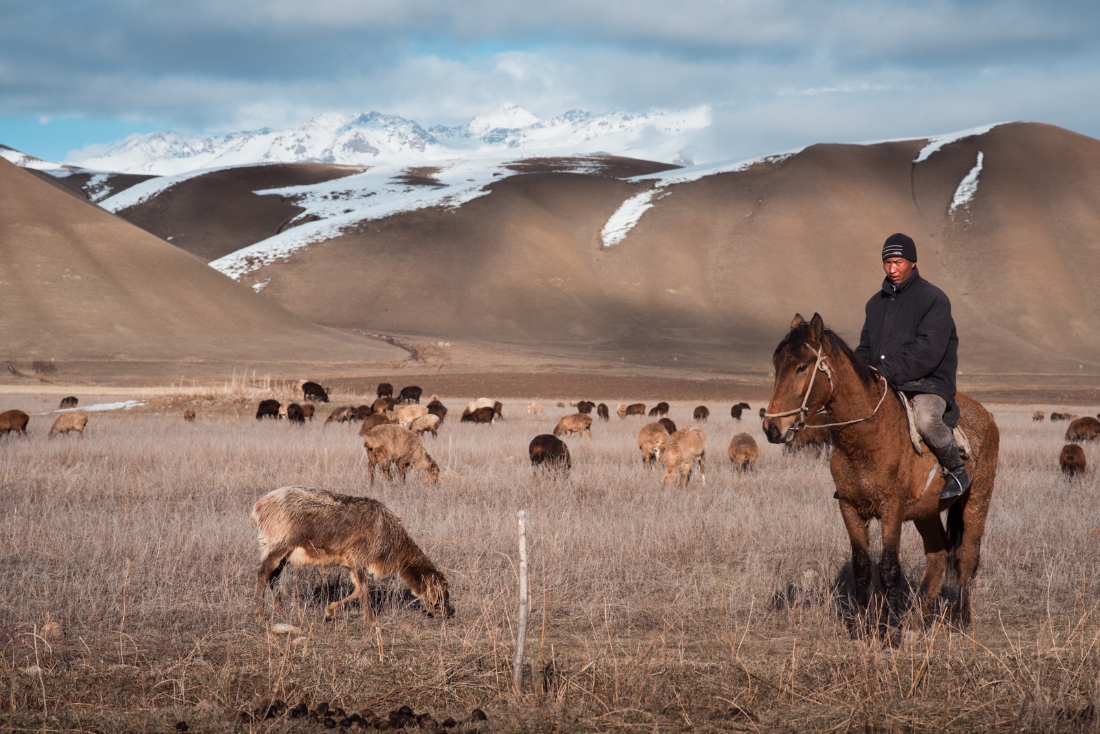 herd kyrgyzstan horses village sheperd